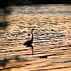 South Shore Lake Bastrop